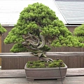 Бонсай Бонсай