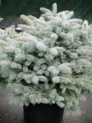 1703_el-kolyuchaya-glauka-globoza--details-large_wiki